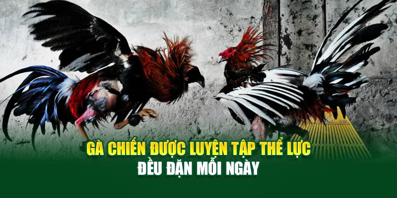 ga-chien-duoc-luyen-tap-the-luc-deu-dan