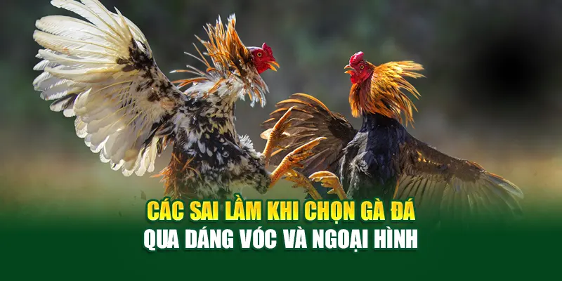 sai-lam-khi-chon-ga-da