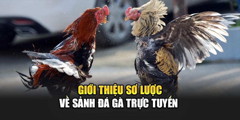 sanh-da-ga-truc-tuyen